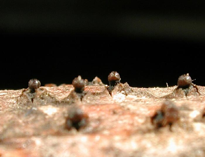 macrostoma