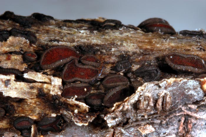 macrostoma