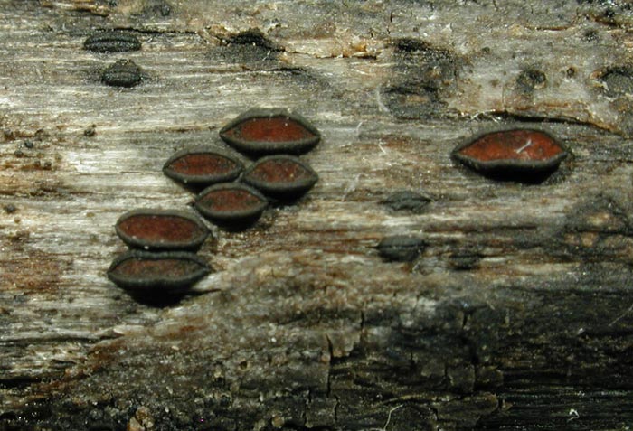 macrostoma