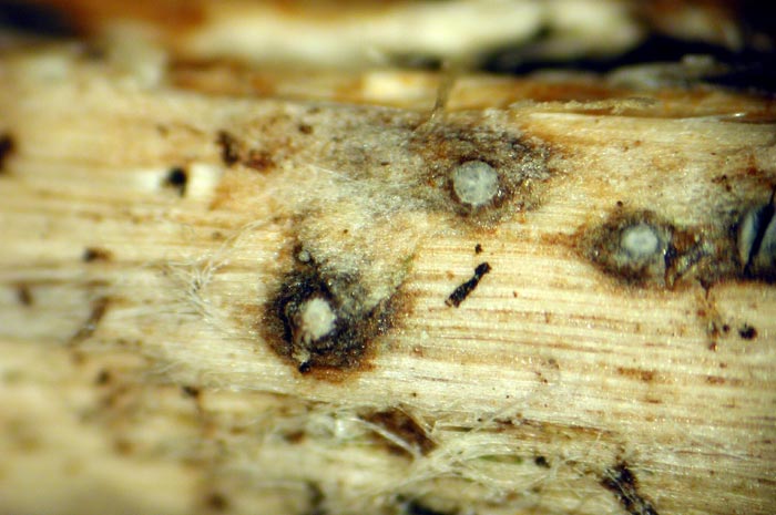 macrostoma