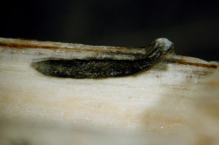macrostoma