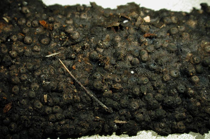 macrostoma