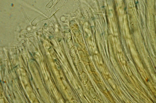 macrostoma