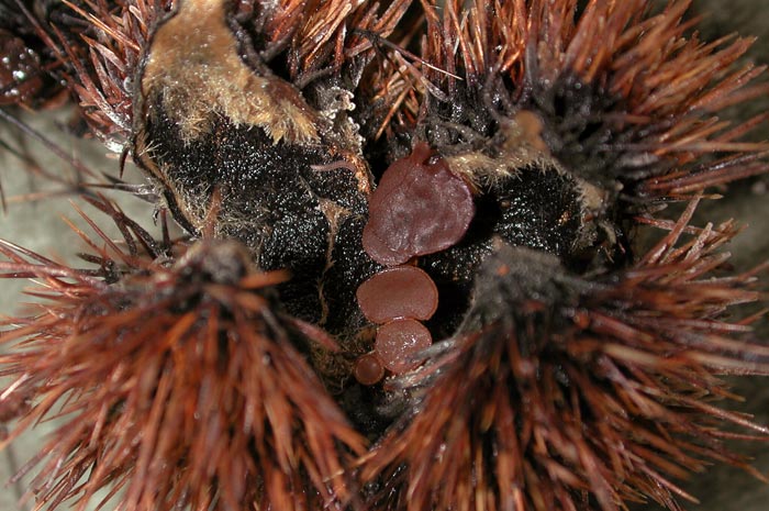 macrostoma