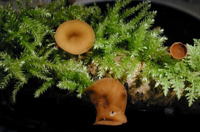 macrostoma
