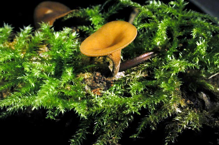 macrostoma