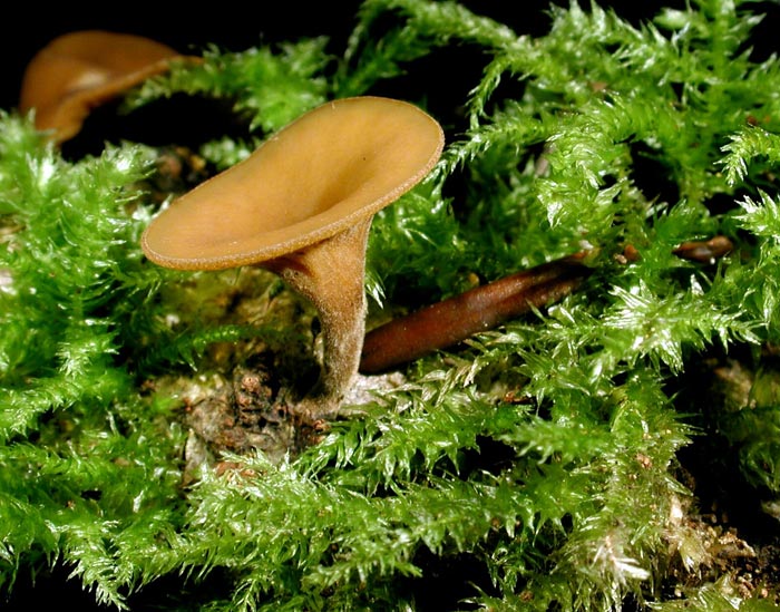macrostoma