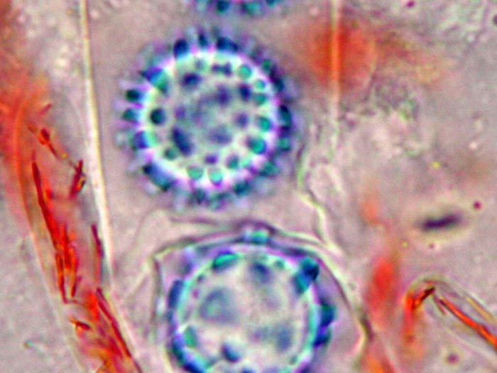 macrostoma