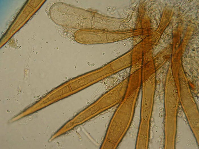 macrostoma