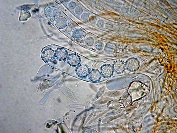 macrostoma