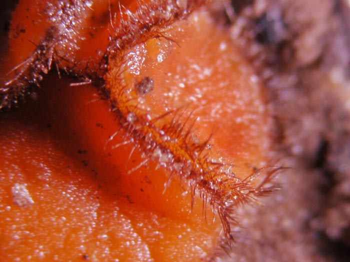 macrostoma
