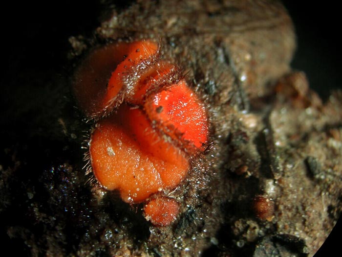 macrostoma