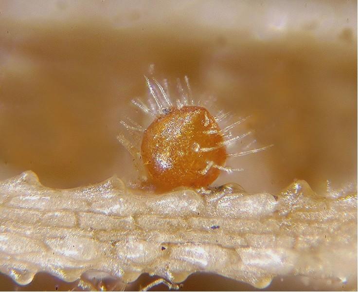 macrostoma