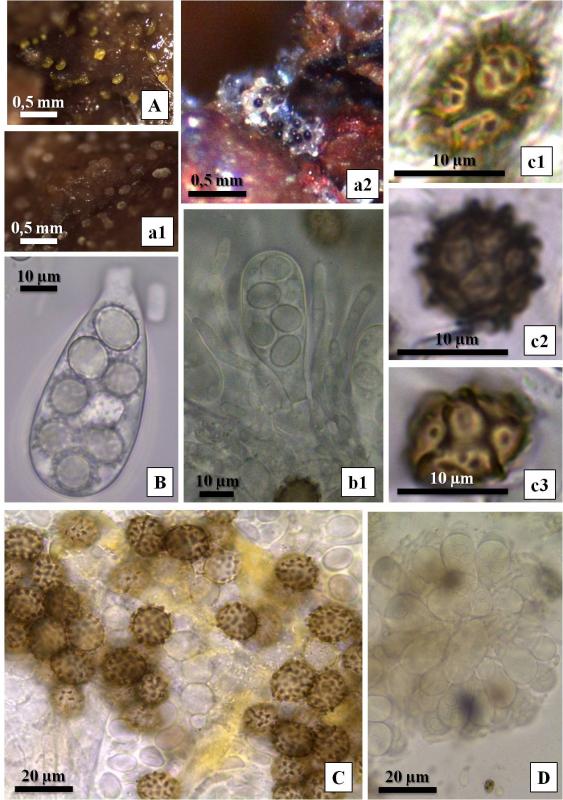 macrostoma