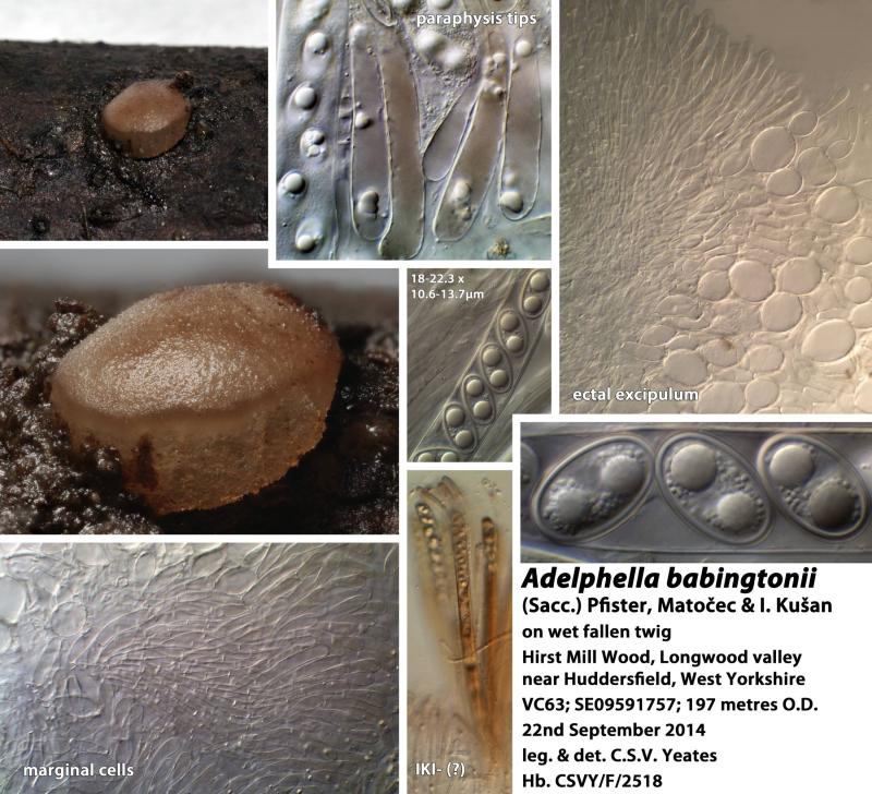 macrostoma
