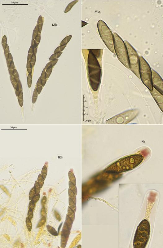 macrostoma