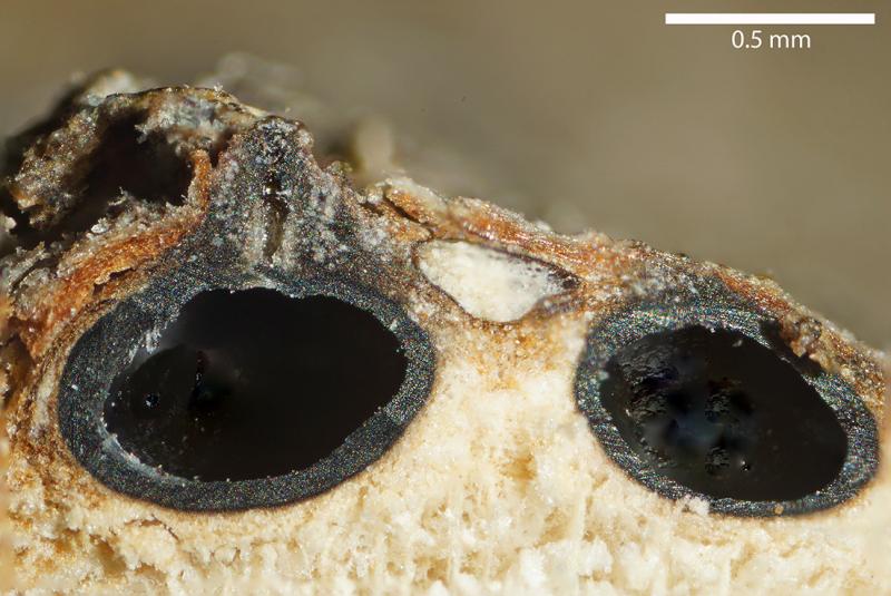 macrostoma