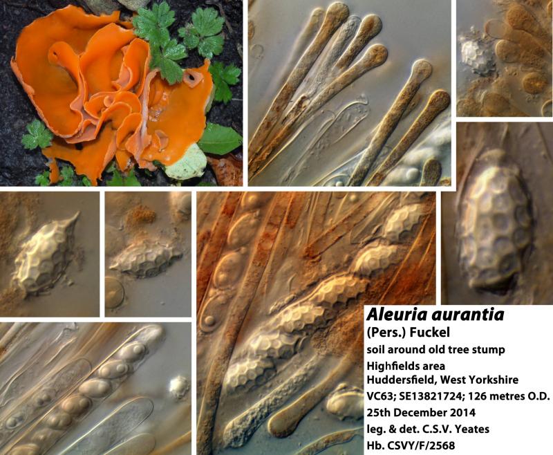 macrostoma