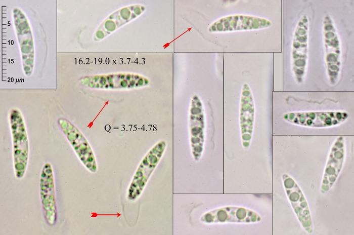 macrostoma
