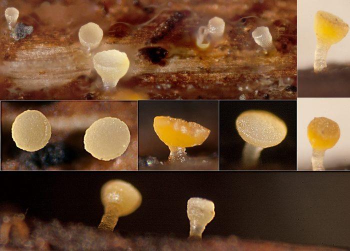 macrostoma