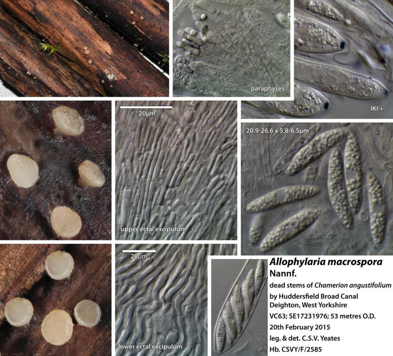 macrostoma