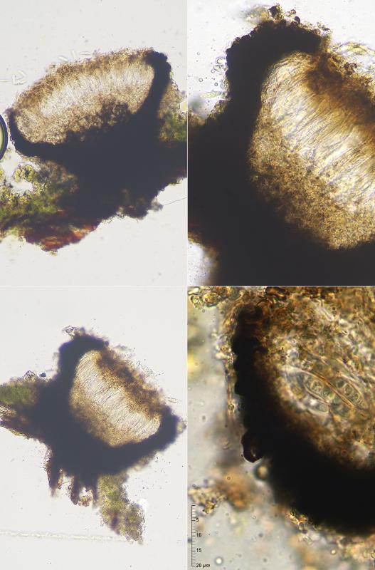 macrostoma