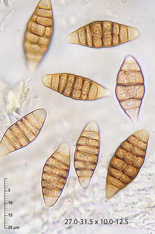 macrostoma