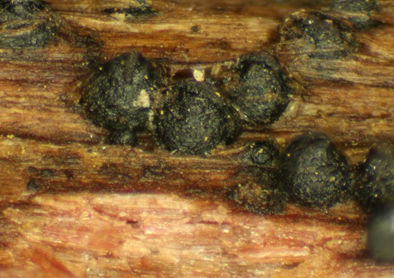 macrostoma