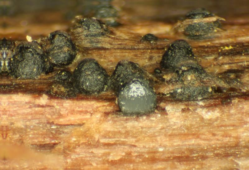 macrostoma