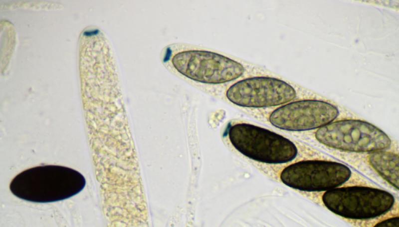macrostoma