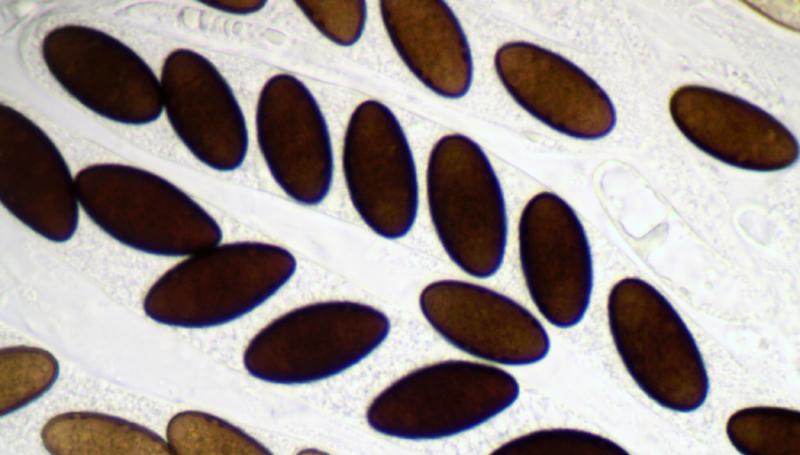 macrostoma