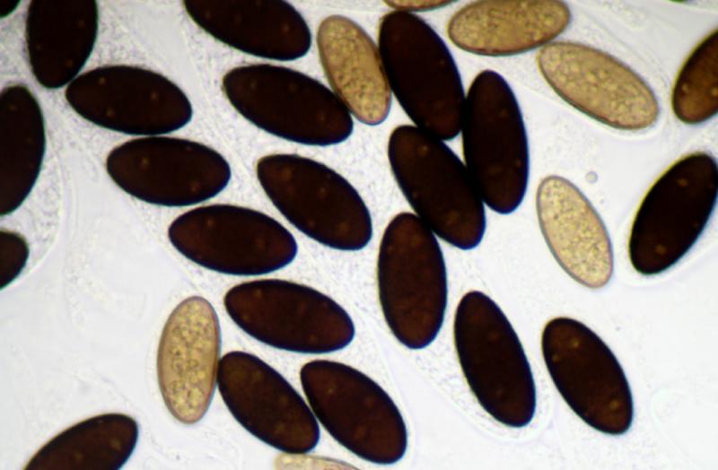 macrostoma