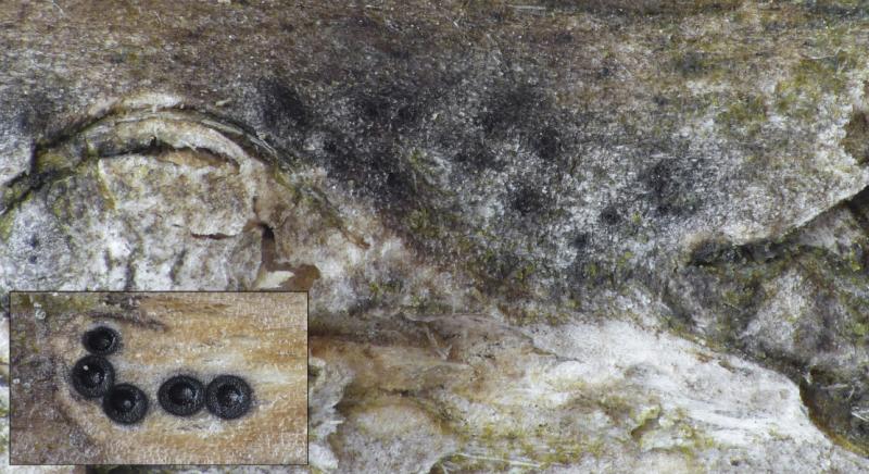 macrostoma