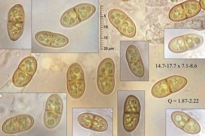 macrostoma