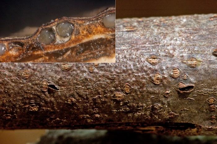 macrostoma