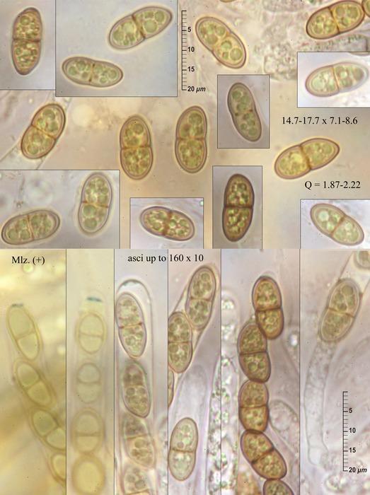 macrostoma