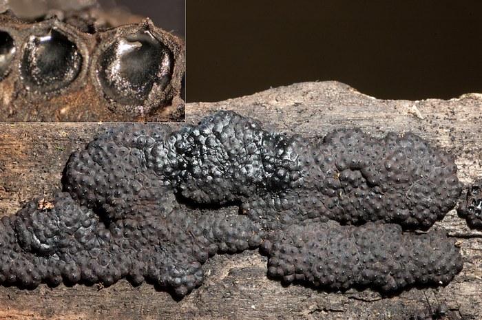 macrostoma