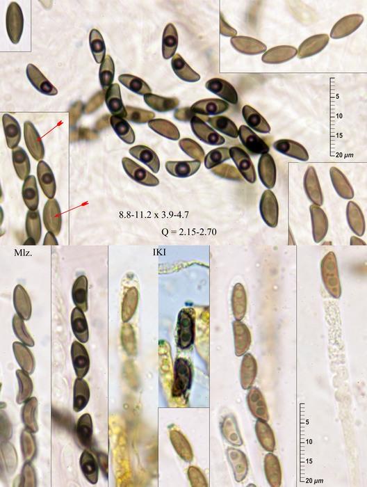macrostoma