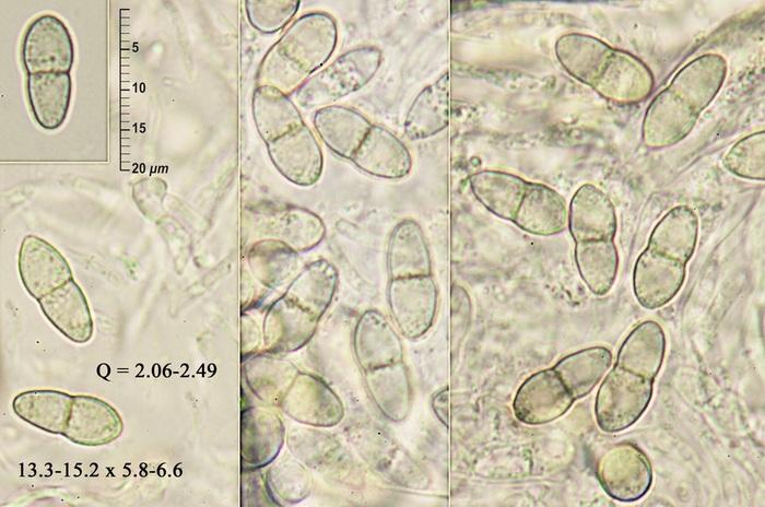 macrostoma
