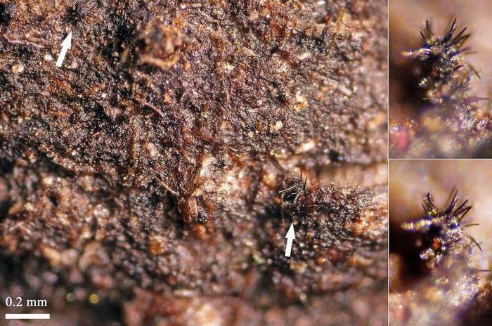 macrostoma