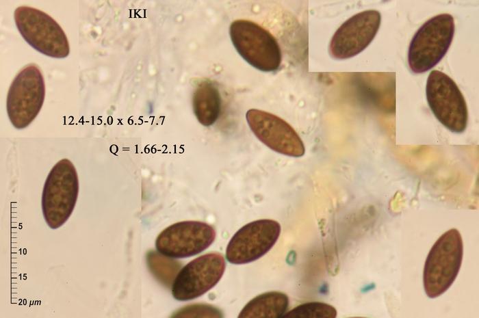 macrostoma