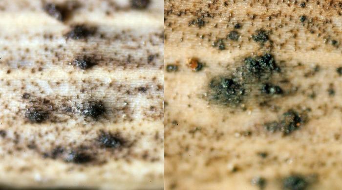 macrostoma