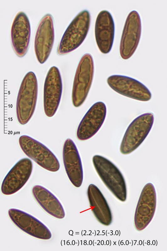 macrostoma