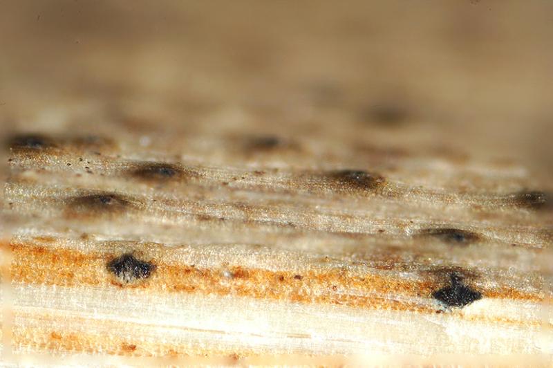 macrostoma