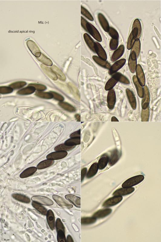 macrostoma