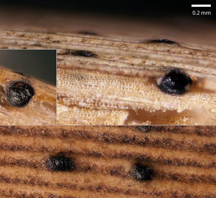 macrostoma