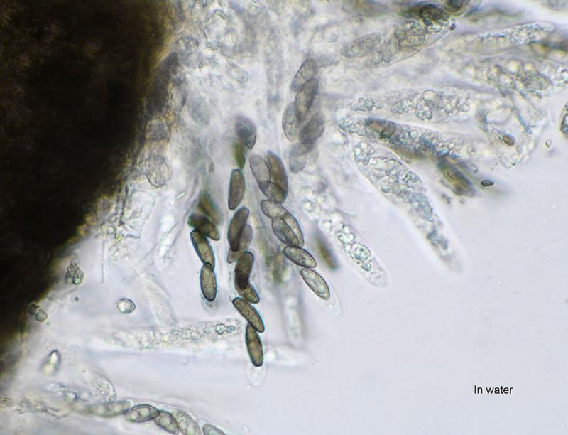 macrostoma