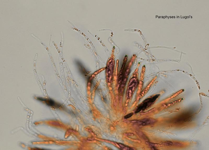 macrostoma