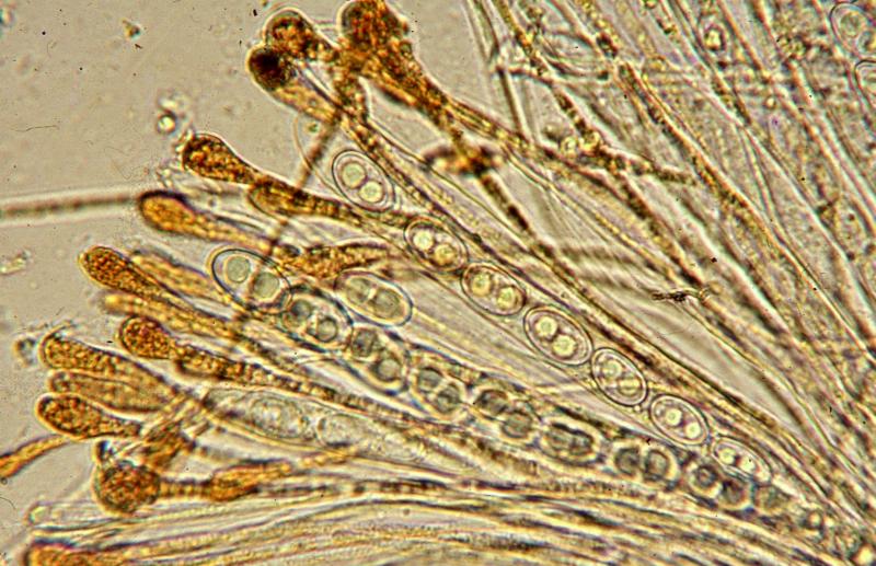 macrostoma