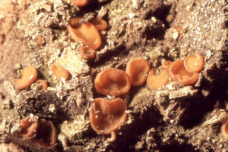 macrostoma